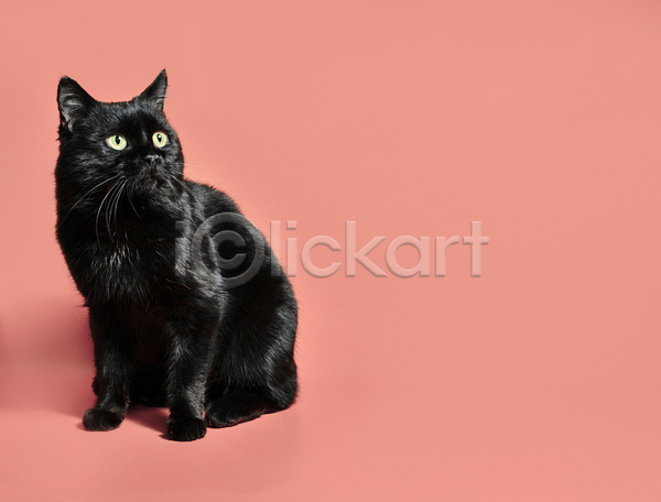 호기심 사람없음 성인 JPG 포토 해외이미지 검은색 고양이 공백 동물 반려동물 백그라운드 오렌지