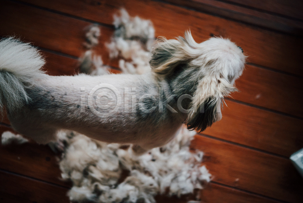 귀여움 사람없음 JPG 포토 하이앵글 해외이미지 강아지 나무배경 실내 애견미용 털 한마리