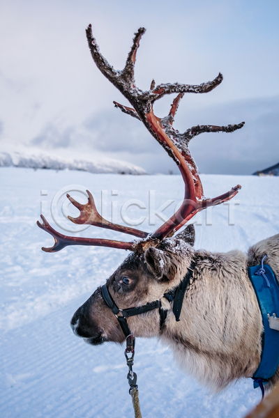 사람없음 JPG 포토 해외이미지 겨울 노르웨이 뿔 사슴 순록 야생동물 야외 주간 풍경(경치)