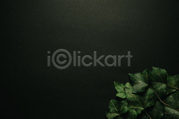 사람없음 JPG 포토 해외이미지 검은색 백그라운드 실내 잎 카피스페이스 풀(식물)