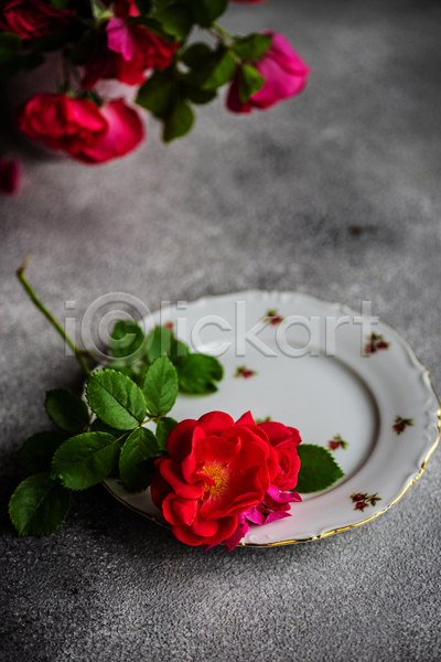 사람없음 JPG 포토 해외이미지 식기 잎 장미 접시 컵받침 회색배경