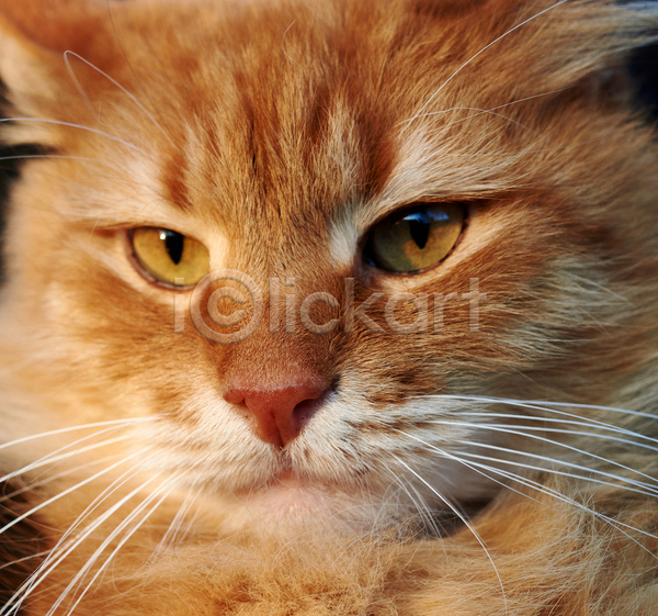 귀여움 사람없음 JPG 근접촬영 포토 해외이미지 갈색 고양이 반려동물 반려묘 얼굴 한마리