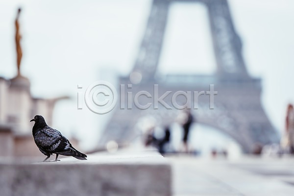 고요 사람없음 JPG 아웃포커스 포토 비둘기 야외 에펠탑 유럽 유럽풍경 자연 주간 파리(프랑스) 풍경(경치) 프랑스 한마리 해외풍경