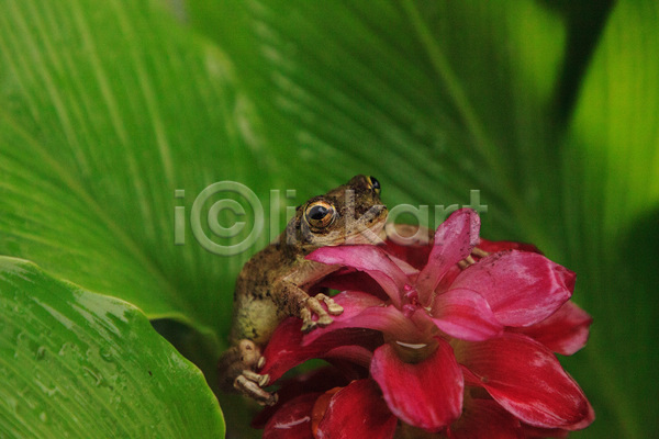 사람없음 아기 청소년 JPG 포토 해외이미지 개구리 꽃 동물 벚꽃 생강 야생동물 양서류 자연 정원 청개구리 플로리다