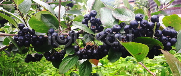신선 사람없음 JPG 포토 해외이미지 건강 검은색 과일 그룹 나뭇가지 날것 내추럴 다발 마을 많음 배너 백그라운드 보스니아 숙성 시골 식물 열매 오브젝트 유기농 음식 잎 자연 정원 제비 초록색 해외포토