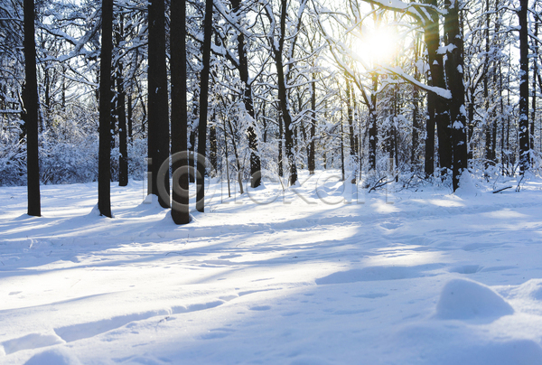 신선 추위 사람없음 JPG 포토 해외이미지 가로 겨울 계절 공원 나무 날씨 내추럴 눈내림 맑음 목재 백그라운드 빛 서리 숲 야외 얼음 일몰 일출 자연 자작나무 장면 크리스마스 태양 파란색 풍경(경치) 하늘 햇빛 흰색