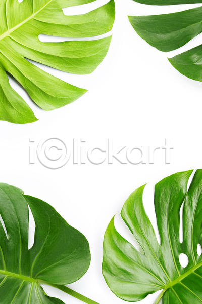 사람없음 JPG 포토 해외이미지 몬스테라 실내 여러개 열대잎 흰배경