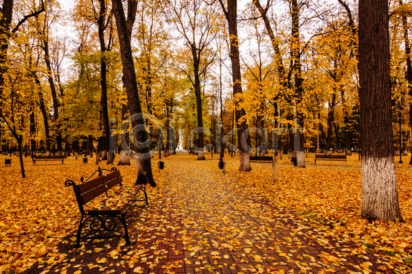 사람없음 JPG 포토 해외이미지 가을(계절) 공원 낙엽 단풍 단풍나무 벤치 야외 주간 주황색 풍경(경치)