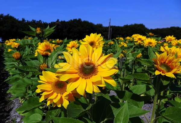 사람없음 JPG 포토 해외이미지 꽃 꽃잎 꿀 노란색 농업 밭 식물 야외 잎 자연 초록색 하늘 해바라기 햇빛