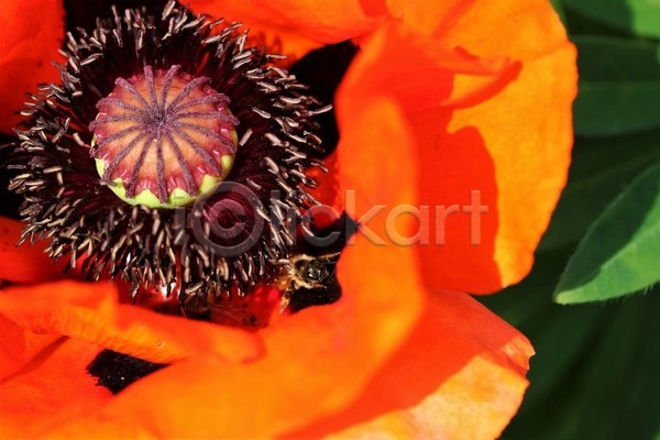 사람없음 JPG 포토 해외이미지 곤충 꽃 닫기 벚꽃 빨간색 식물 아침 야외 양귀비 여름(계절) 자연 정원 태양 호박벌