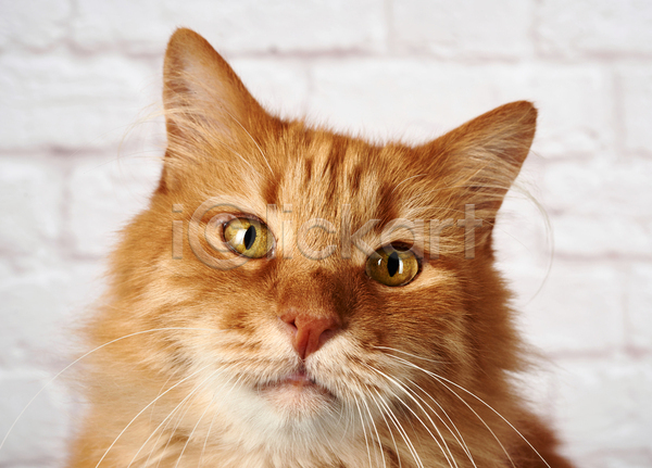 귀여움 사람없음 JPG 근접촬영 포토 해외이미지 갈색 고양이 반려동물 반려묘 얼굴 응시 한마리