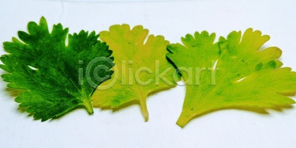 성장 사람없음 JPG 일러스트 포토 해외이미지 계절 고립 꽃무늬 나무 나뭇가지 내추럴 디자인 미술 바나나 백그라운드 벽지 봄 세트 손바닥 수집 수확 숲 식물 에코 엘리먼트 여름 유기농 이국적 잎 자연 장식 정원 질감 초록색 추상 파라다이스 패턴 하와이 해외포토 흰색