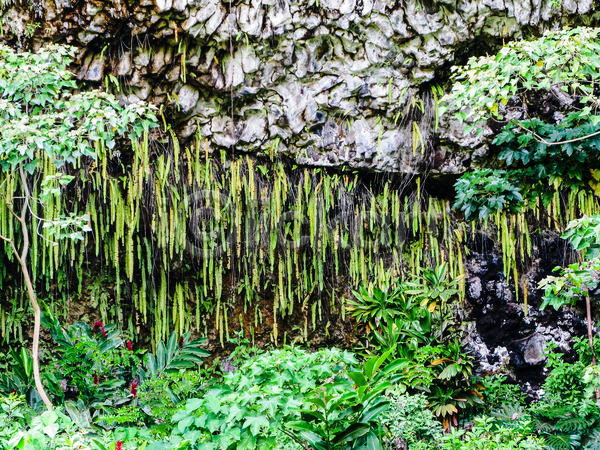 성장 사람없음 JPG 포토 해외이미지 강 공원 남쪽 동굴 식물 야외 양치류 여행 용암 자연 정원 포크 하와이