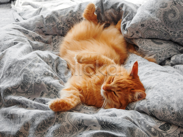 사람없음 JPG 포토 해외이미지 고양이 낮잠 반려동물 반려묘 실내 이불 침대 한마리 햇빛