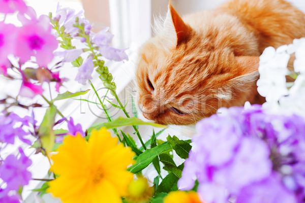 사람없음 JPG 소프트포커스 포토 해외이미지 고양이 꽃 노란색 라일락 반려동물 반려묘 실내 창문 한마리 향기