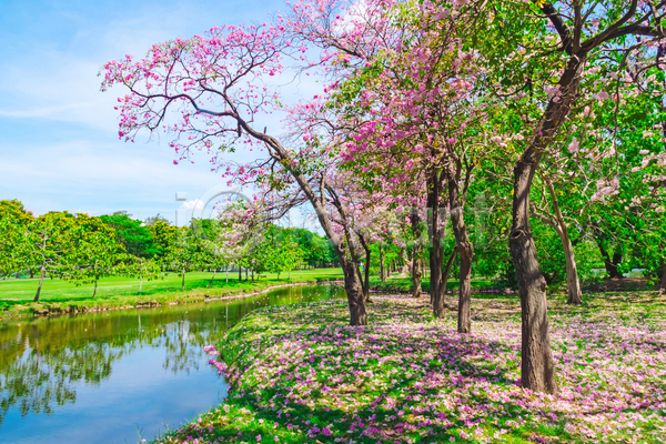 사람없음 JPG 포토 해외이미지 공원 나무 물 반사 방콕 벚꽃 봄 야외 자연 주간 태국 풍경(경치) 하늘 호수