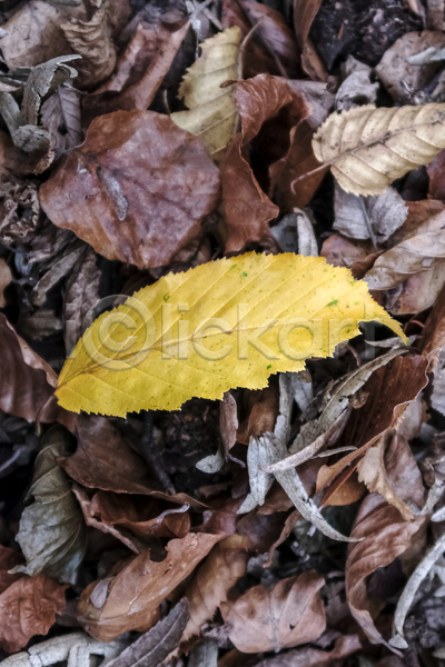 활발 사람없음 JPG 포토 하이앵글 해외이미지 가을(계절) 갈색 계절 공원 내추럴 노란색 닫기 땅바닥 백그라운드 숲 시골 야외 잎 자연 질감 초록색 추상 컨셉 패턴 환경 황금