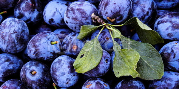 신선 사람없음 JPG 포토 해외이미지 건강 과일 농업 배너 백그라운드 보라색 보스니아 식물 여름 음식 잎 자두 자연 정상 정원 파란색 패턴 해외포토