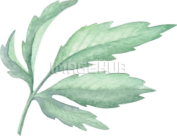 사람없음 EPS 일러스트 해외이미지 그림 번짐 붓터치 수채화(물감) 식물 잎