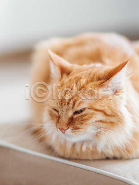 휴식 사람없음 JPG 포토 해외이미지 고양이 낮잠 반려동물 반려묘 실내 한마리 햇빛