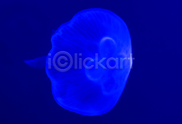 위험 사람없음 JPG 포토 해외이미지 광 깊이 동물 모션 물 바다 백그라운드 상자 생물 수족관 수중 야생동물 어류 자연 젤리 투명 파란색 해파리 흰색