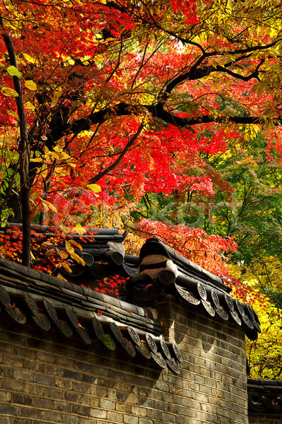 사람없음 JPG 포토 해외이미지 가을(계절) 가을풍경 기와담장 단풍 단풍나무 야외 자연 주간 풍경(경치)