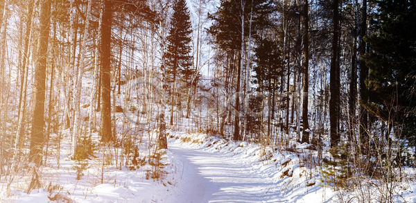 부드러움 추위 사람없음 JPG 포토 해외이미지 가로 겨울 계절 나무 날씨 벽지 빛 소나무 숲 야외 온도 자국 자연 풍경 해외포토 햇빛