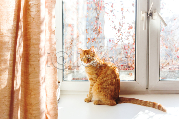 사람없음 JPG 포토 해외이미지 고양이 반려동물 반려묘 실내 앉기 응시 창문 한마리