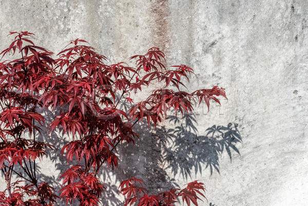 사람없음 JPG 포토 해외이미지 가을(계절) 가을풍경 그림자 단풍 단풍나무 백그라운드 벽 야외 자연 주간 풍경(경치)