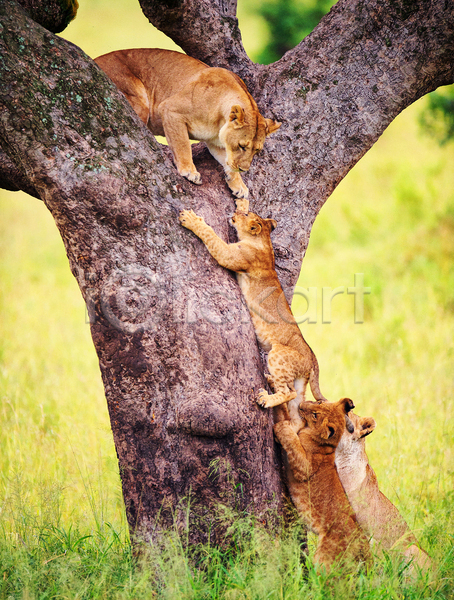 사람없음 JPG 포토 해외이미지 가르침 가족 나무 사자 암사자 야생동물 야외 여러마리 오르기 육식동물 주간 초원(자연)