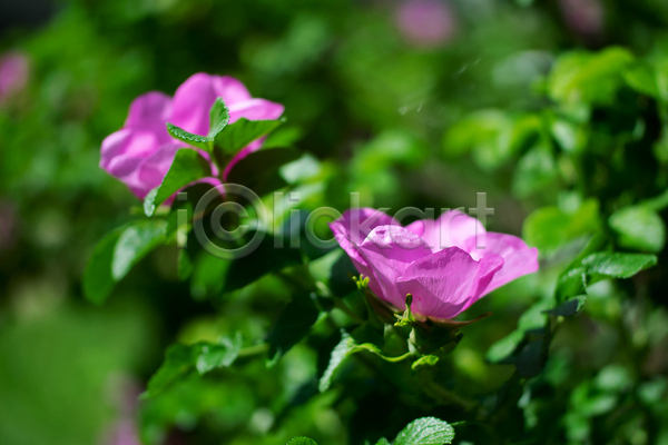 사람없음 JPG 포토 해외이미지 꽃 꽃무늬 꽃잎 나뭇가지 봄 분홍색 식물 여름(계절) 잎 자연 장미