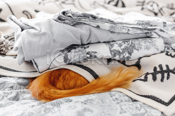 게으름 휴식 사람없음 JPG 포토 해외이미지 고립 고양이 꼬리 낮잠 반려묘 실내 이불 침대 한마리 햇빛 회색