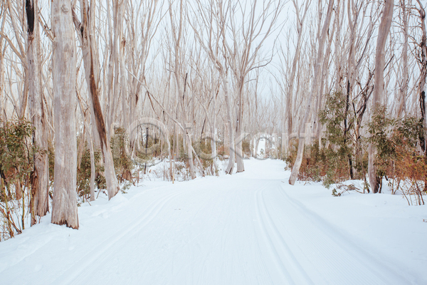추위 침묵 사람없음 JPG 포토 해외이미지 겨울 계절 날씨 산 선로 설피 스키 안개 자국 자연 장면 풍경(경치) 하이킹 호주 흰색