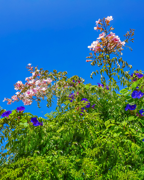 사람없음 JPG 포토 해외이미지 개화 꽃 꽃무늬 꽃수술 백그라운드 벚꽃 봄 식물 여름(계절) 자연 장식 정원 종 초록색 캄파눌라 파란색 하늘 흰색