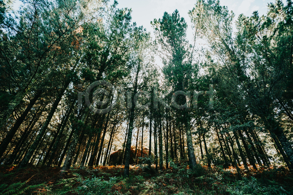 평화 휴식 사람없음 JPG 포토 해외이미지 경관 나무 숲속 야외 울창 자연 주간 풍경(경치)