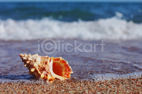 사람없음 JPG 포토 해외이미지 모래 소라 야외 여름(계절) 주간 해변