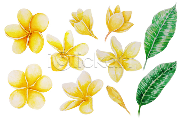 사람없음 JPG 일러스트 포토 해외이미지 그림 꽃 노란색 손그림 수채화(물감) 엘리먼트 잎 플루메리아
