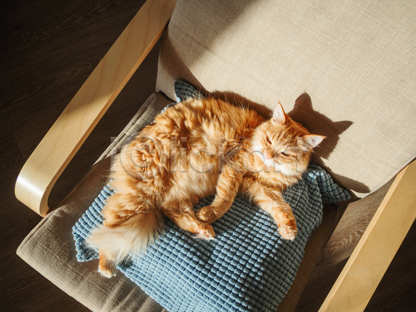 사람없음 JPG 포토 해외이미지 고양이 그림자 낮잠 반려동물 반려묘 베개 실내 의자 한마리 햇빛
