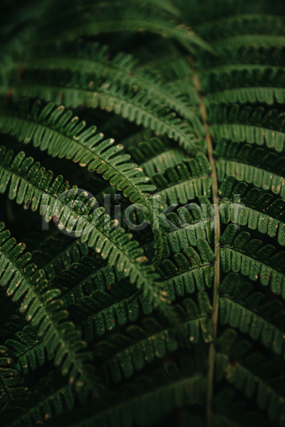 사람없음 JPG 근접촬영 포토 해외이미지 백그라운드 양치식물 잎 자연 초록색 풀(식물)