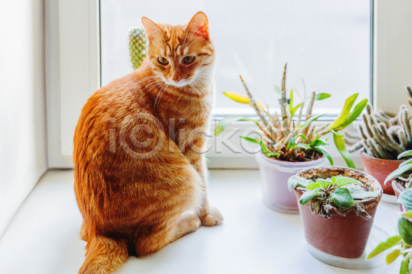 사람없음 JPG 포토 해외이미지 고양이 뒤돌아보기 반려동물 반려묘 식물 실내 앉기 잎 한마리 화초