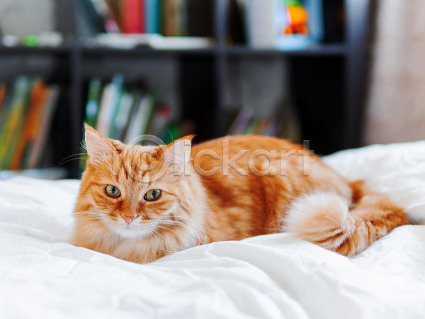 사람없음 JPG 아웃포커스 포토 해외이미지 고양이 낮잠 반려동물 반려묘 시트 실내 이불 침대 한마리