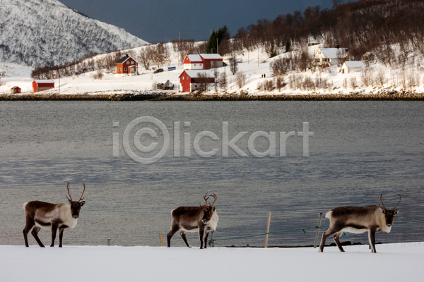 사람없음 JPG 포토 해외이미지 강 겨울 노르웨이 사슴 야생동물 야외 주간 주택 풍경(경치)