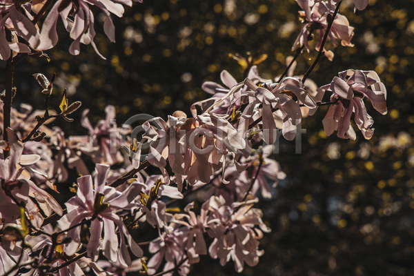 따뜻함 사람없음 JPG 포토 해외이미지 4월 5월 계절 광선 꽃 꽃잎 나무 날씨 내추럴 목련 봄 식물 정원 큼 햇빛