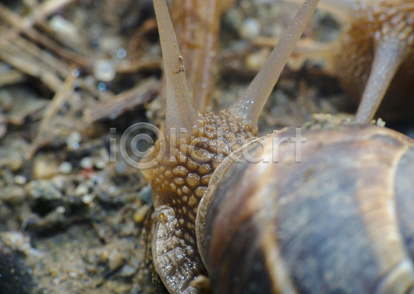 사람없음 JPG 근접촬영 아웃포커스 포토 해외이미지 달팽이(동물) 더듬이 머리 야외 주간 한마리