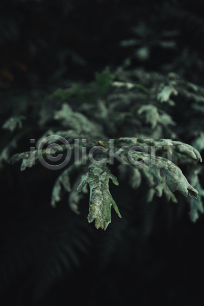 사람없음 JPG 아웃포커스 포토 해외이미지 백그라운드 잎 자연 초록색 풀(식물)