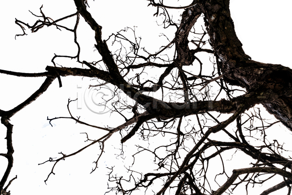 건조 좌절 사람없음 JPG 실루엣 포토 해외이미지 흑백 가을(계절) 검은색 고립 공원 그래픽 나무 나뭇가지 디자인 목재 미술 백그라운드 벌거벗은 숲 식물 야외 어둠 엘리먼트 옛날 자연 장식 죽음 질감 추상 컨셉 패턴 할로윈 흰색