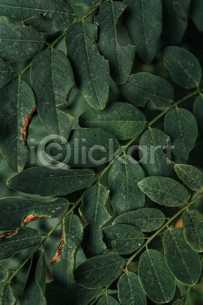 사람없음 JPG 포토 해외이미지 백그라운드 잎 자연 초록색 풀(식물)