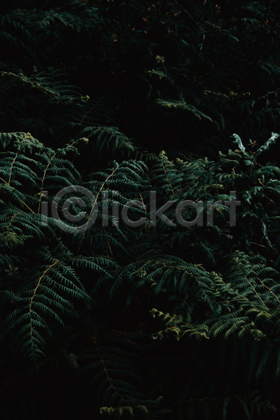 사람없음 JPG 포토 해외이미지 백그라운드 양치식물 어둠 잎 자연 초록색 풀(식물)