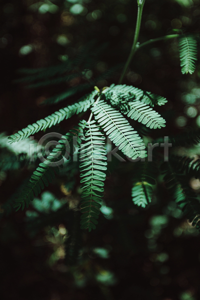사람없음 JPG 아웃포커스 포토 해외이미지 백그라운드 양치식물 어둠 잎 자연 초록색 풀(식물)
