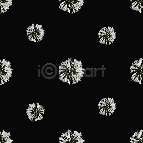 화려 희망 사람없음 JPG 포토 해외이미지 흑백 거울 꽃 꽃무늬 꽃잎 디자인 디지털 모자이크 미술 백그라운드 벚꽃 스타일 유행 인쇄 자연 장식 조작 직물 패턴 표면